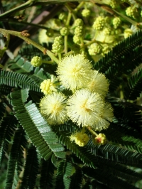 モリシマアカシア　白いボール状の花を咲かせ甘いにおいを漂わせます。鷲羽山を代表する植物